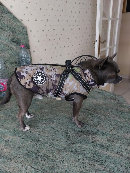 club canin Marcoussis agility