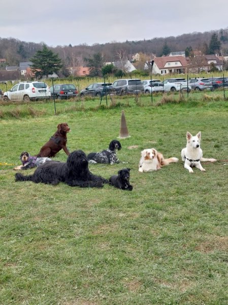 club canin Marcoussis agility - photo 2