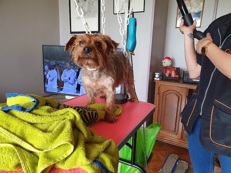 Le Van Canin - Toilettage à Domicile - photo 2