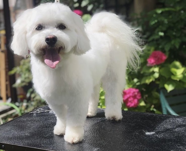 Le Van Canin - Toilettage à Domicile - photo 3