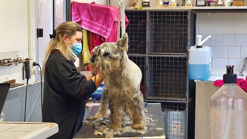 Pension Canine Scapman's - photo 3