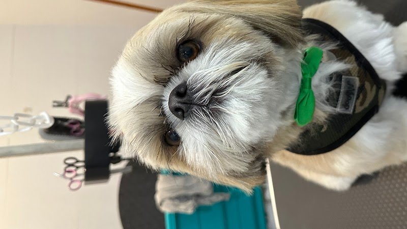 SALON TOILETTAGE LE STYLE DOG - photo 1