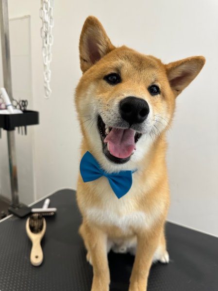 SALON TOILETTAGE LE STYLE DOG - photo 2