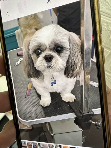 SALON TOILETTAGE LE STYLE DOG - photo 3