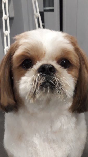 Canin Calin - photo 1