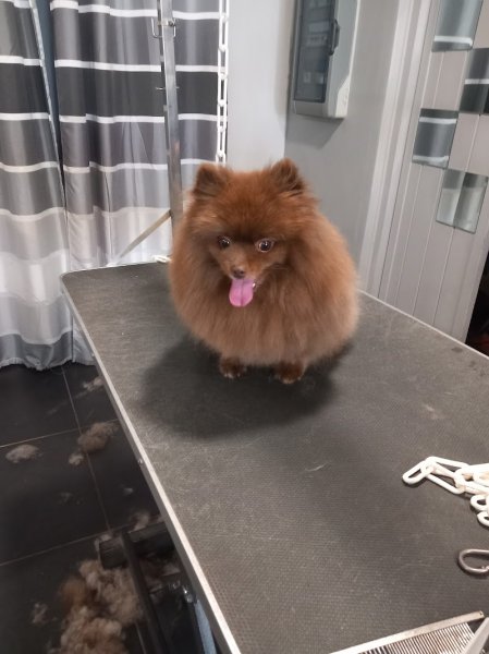 Canin Calin - photo 2