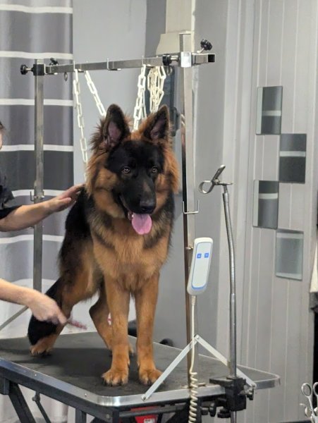 Canin Calin - photo 3