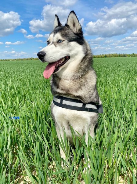 Dog Sitter 91 - Garde de chien Essonne