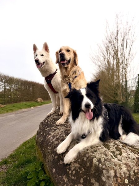 Dog Sitter 91 - Garde de chien Essonne - photo 2