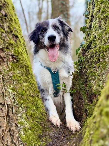 Dog Sitter 91 - Garde de chien Essonne - photo 3