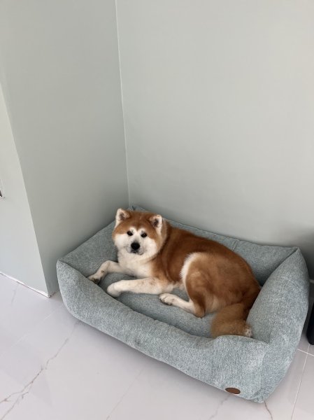 Pil' Poil Toilettage canin et félin