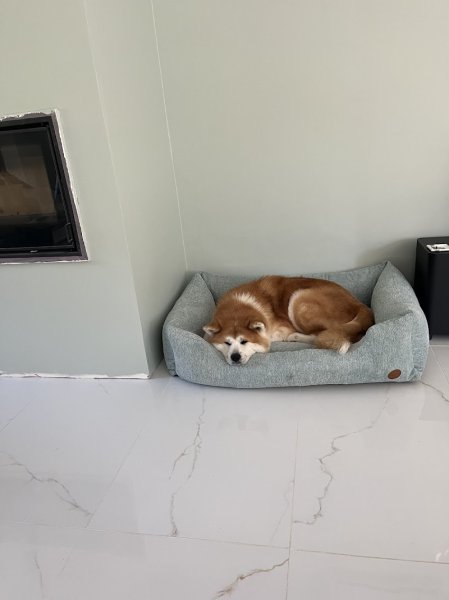 Pil' Poil Toilettage canin et félin - photo 2