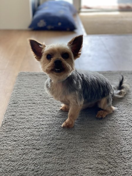 Pil' Poil Toilettage canin et félin - photo 3