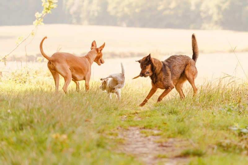 Dog Valley - photo 2