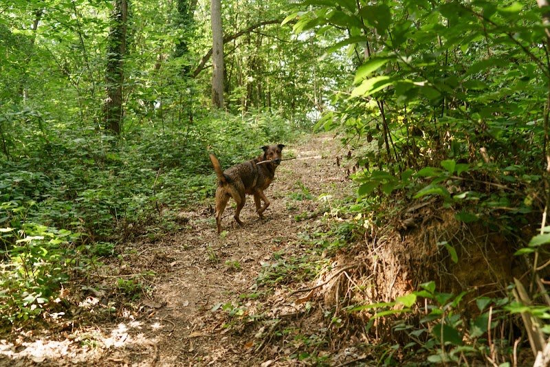 Dog Valley - photo 3