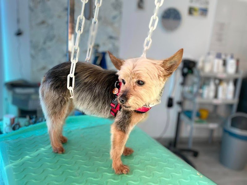 Ma Bulle Dog EIRL - photo 2