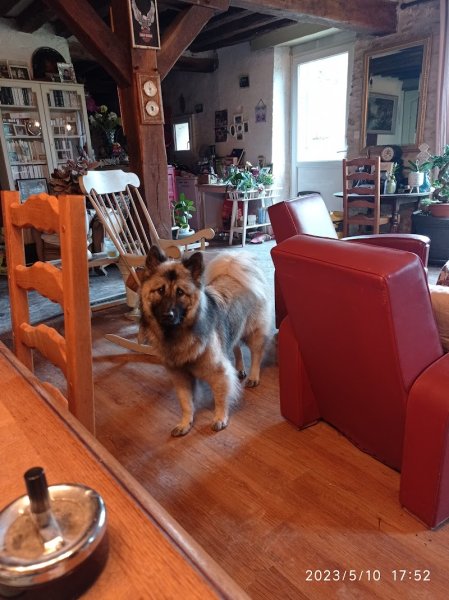 Salon de Toilettage Dog K'ouaff - photo 2