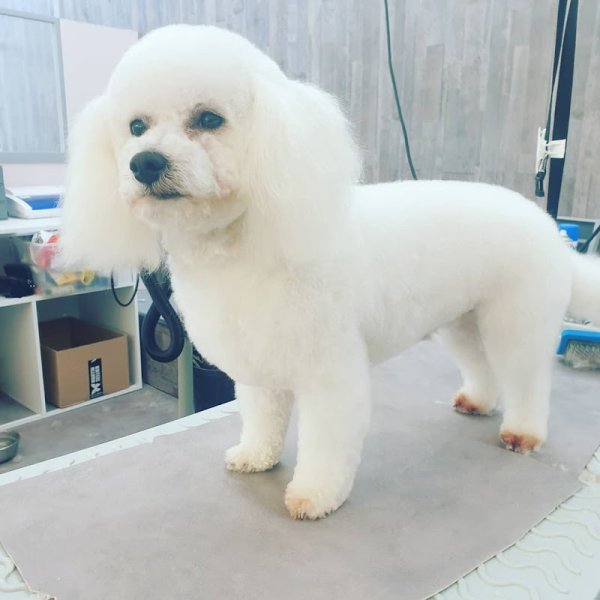 Salon de Toilettage Dog K'ouaff - photo 3