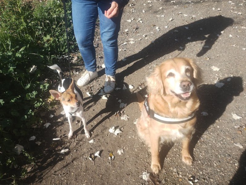 Del & Dogs - éducateur comportementaliste canin (Delphine))