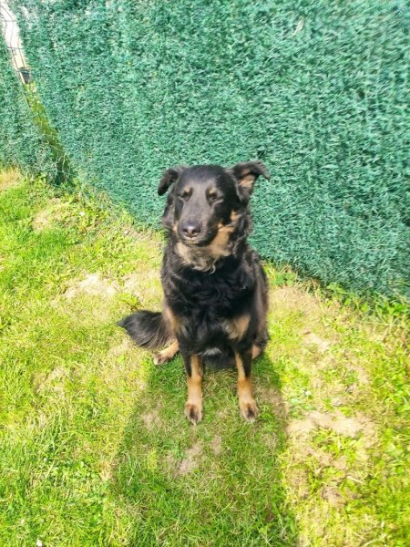 Del & Dogs - éducateur comportementaliste canin (Delphine)) - photo 2