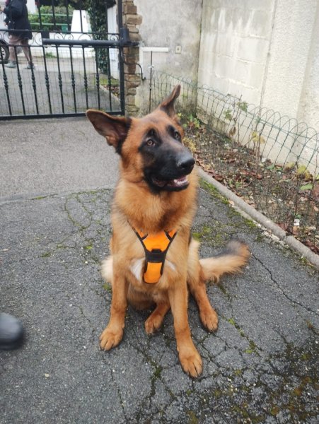 Del & Dogs - éducateur comportementaliste canin (Delphine)) - photo 3