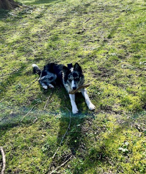 Neuradog - Educateur canin Caen - photo 2