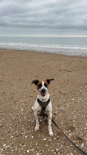 Neuradog - Educateur canin Caen - photo 3