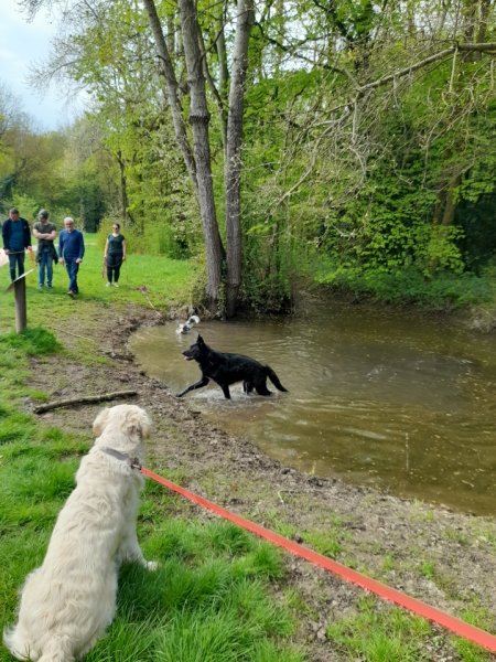 Educateur canin Respectdogs Caen - photo 2