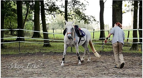 Mary Jaguin - Comportementaliste et praticienne holistique équin - photo 2