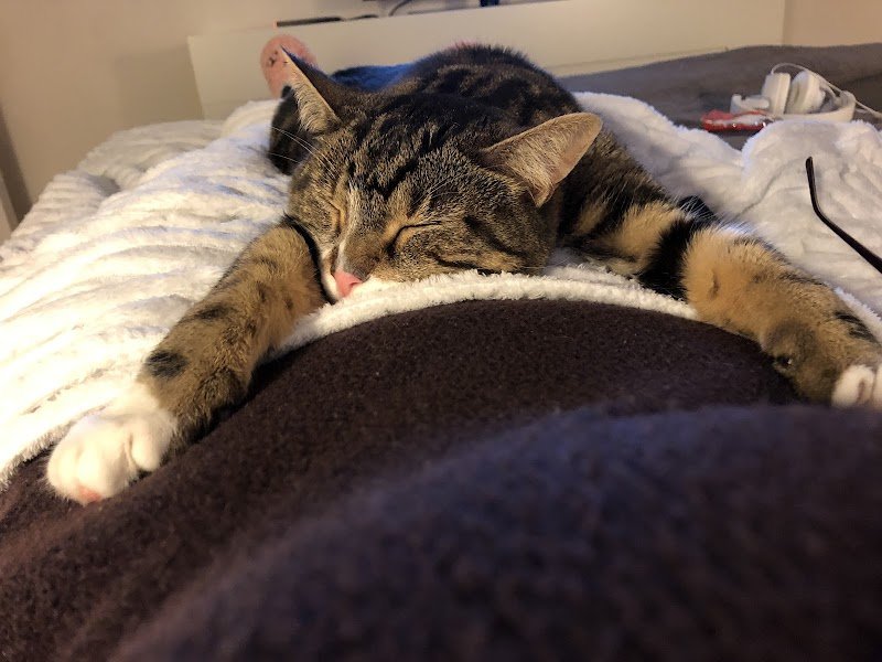 Alpha Dogs’ House - photo 1