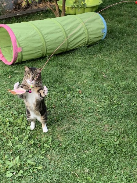 Alpha Dogs’ House - photo 3