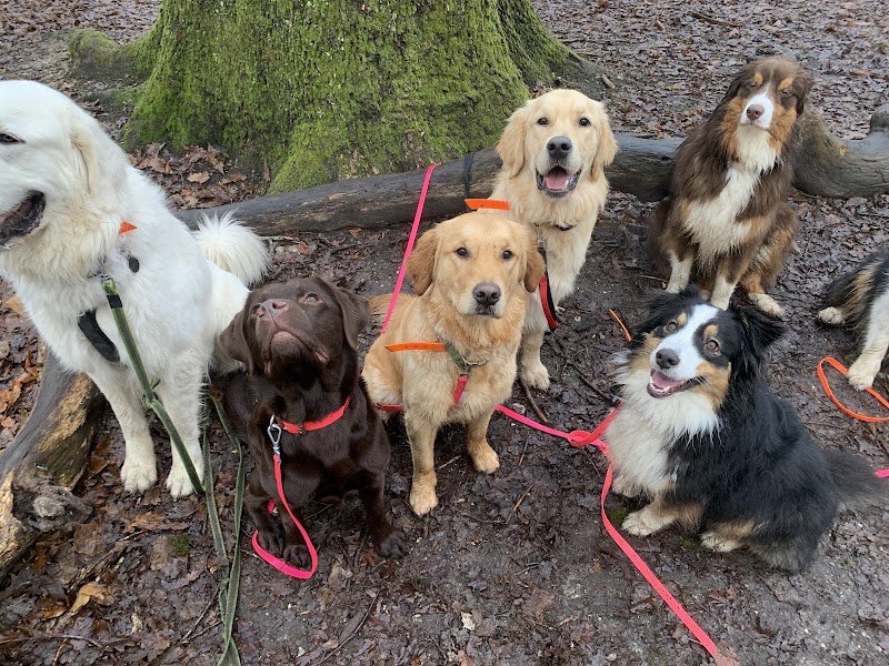 DOGWALKERS promeneur et éducateur canin - photo 2