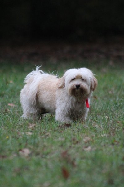 DOGWALKERS promeneur et éducateur canin - photo 3