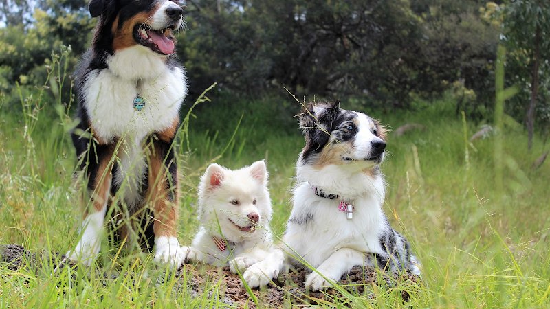 Une Vie de Chien - photo 1