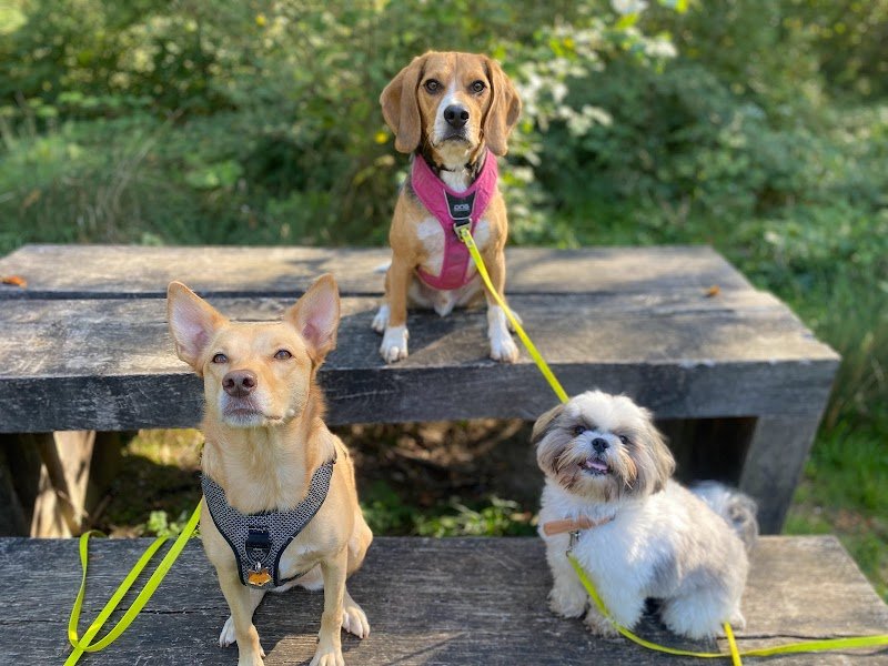 Une Vie de Chien - photo 2