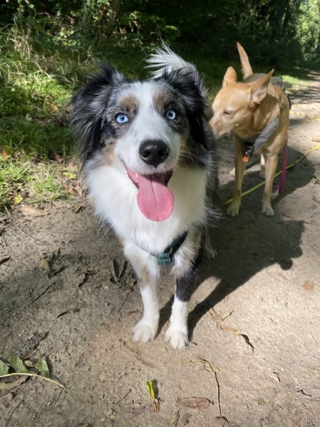 Une Vie de Chien - photo 3