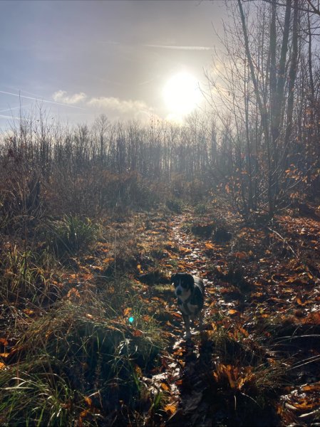 Promeneur / Educateur Canin / Balades en forêt, Hugo Collas - photo 1