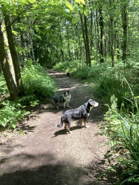 Promeneur / Educateur Canin / Balades en forêt, Hugo Collas - photo 2