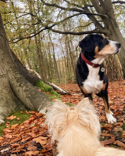 Promeneur / Educateur Canin / Balades en forêt, Hugo Collas - photo 3