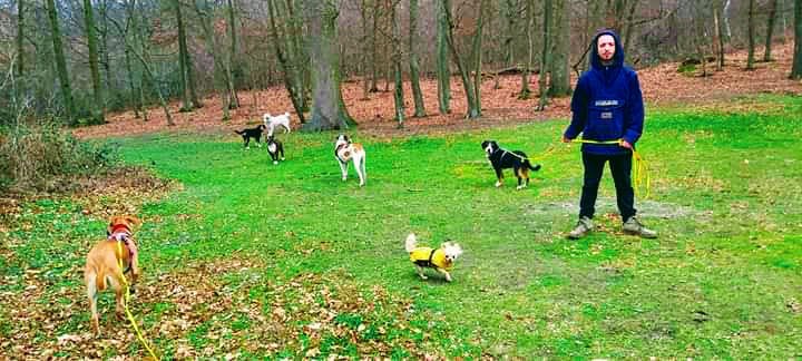 1001pattes Educateur comportementaliste et promeneur canin