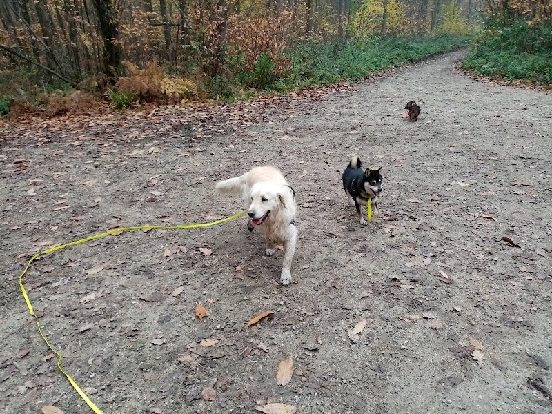 1001pattes Educateur comportementaliste et promeneur canin - photo 2