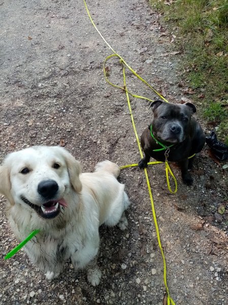 1001pattes Educateur comportementaliste et promeneur canin - photo 3