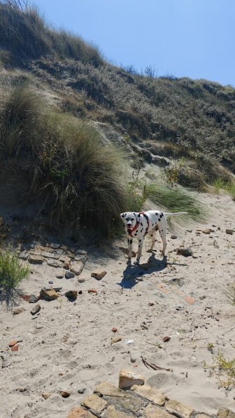 Dogsitter de confiance: éducateur canin comportementaliste - photo 2