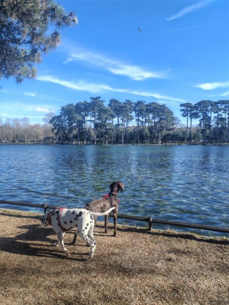 Dogsitter de confiance: éducateur canin comportementaliste - photo 3