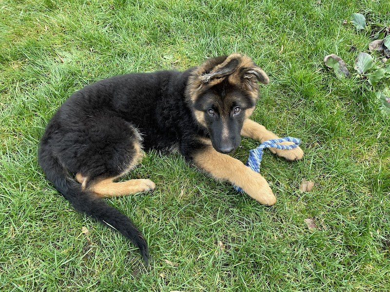 Blog conseils sur les chiens - photo 2