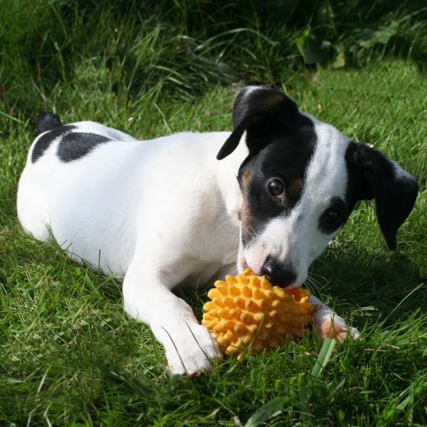 Blog conseils sur les chiens - photo 3