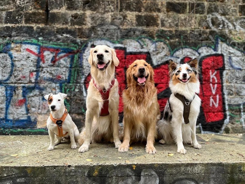 Balla'dress-dog - photo 1