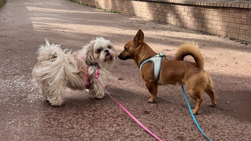 Balla'dress-dog - photo 2