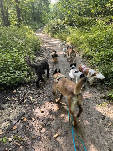 Balla'dress-dog - photo 3