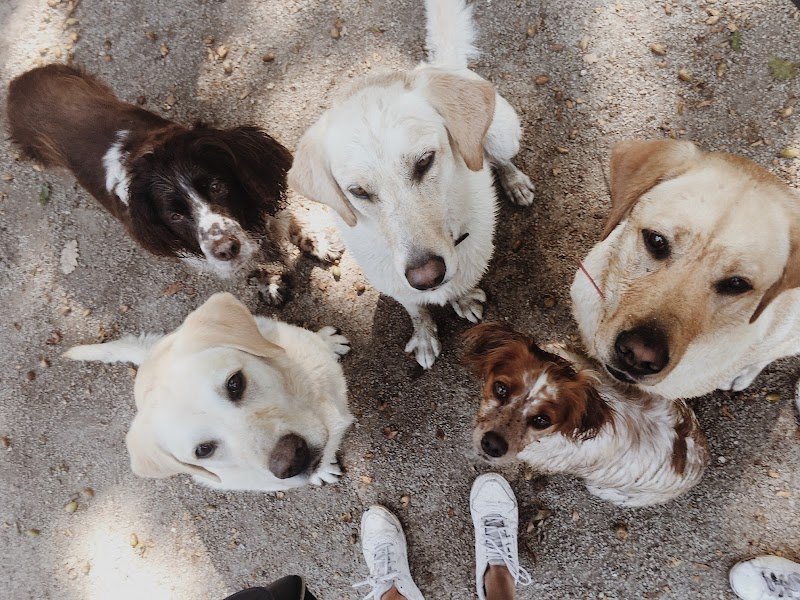 Martine et ses chiens - photo 1